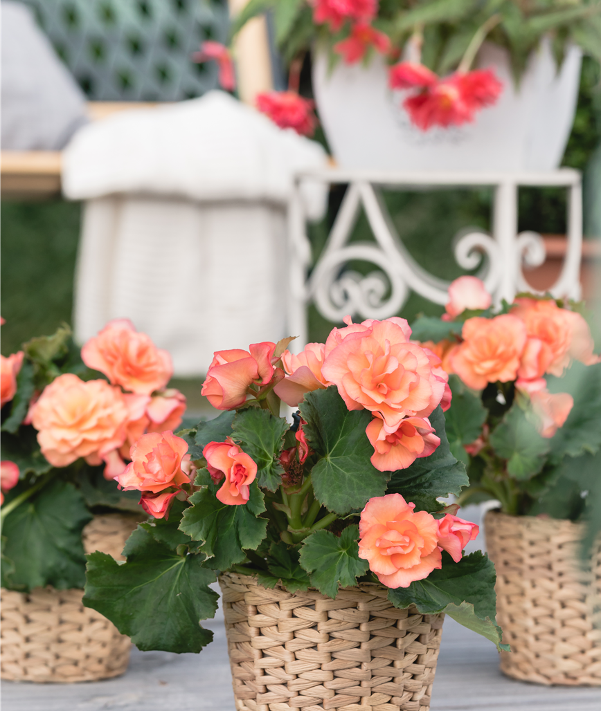 Begonia x tuberhybrida, gefüllt