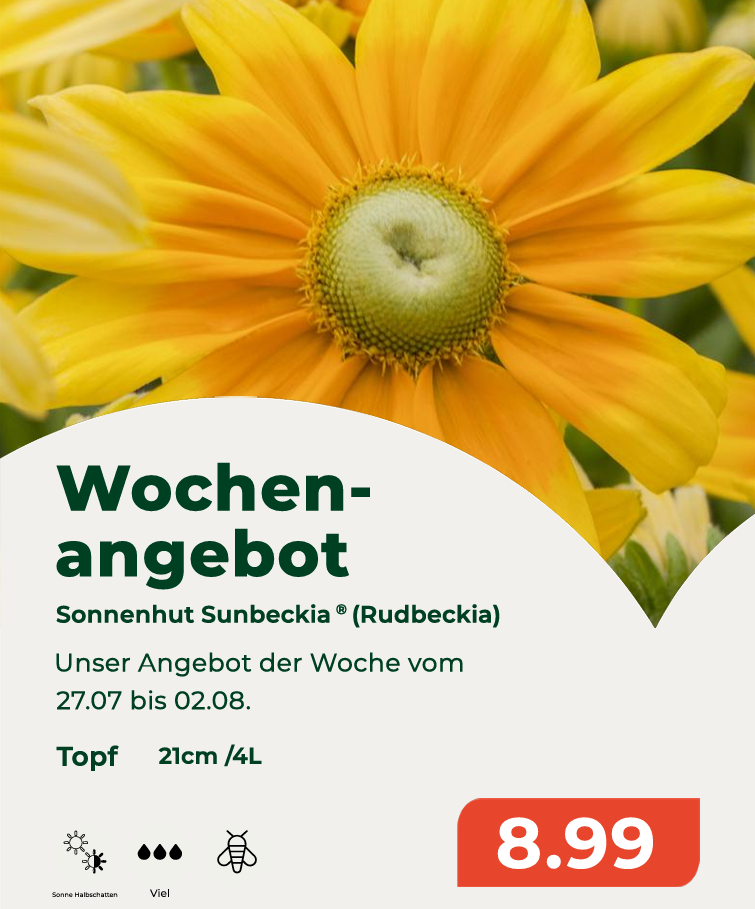 sunbeckia.png