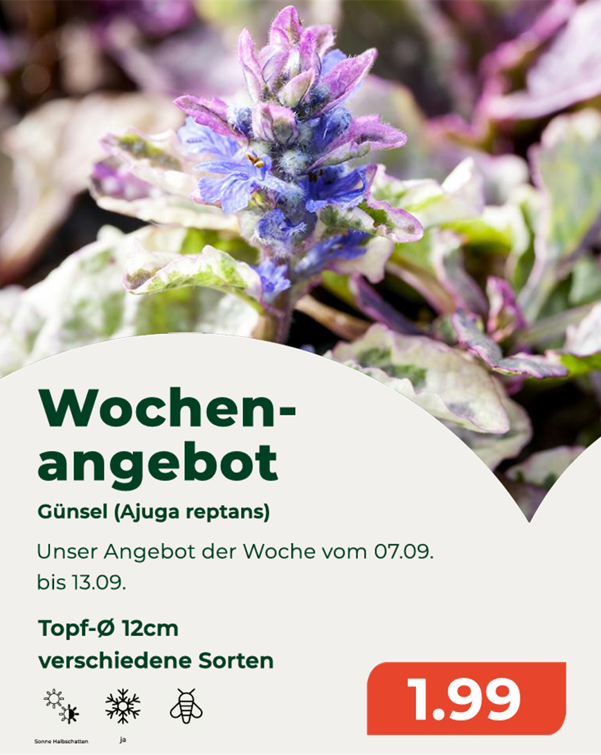 ajuga.png
