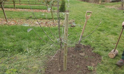 Apfelbaum - Einpflanzen im Garten