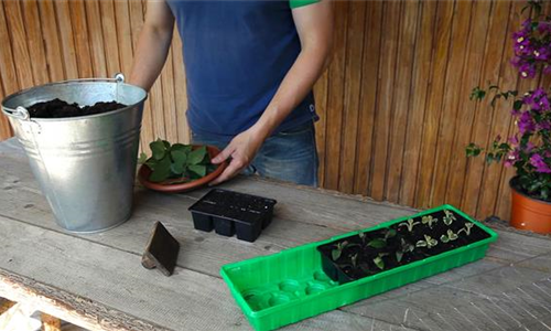 Wandelröschen - Vermehren durch Stecklinge