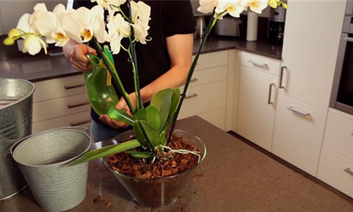 Orchidee - Einpflanzen in ein Gefäß